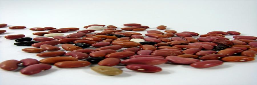 Dried Beans Dried Beans