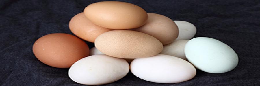 Eggs Eggs
